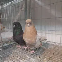 کبوتر نوک قنار