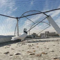 رنگی پرشی|پرنده|شیروان (خراسان), |دیوار