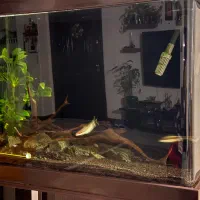 اکواریوم گیاهی|ماهی|تهران, جنت‌آباد مرکزی|دیوار