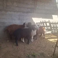 بره نر افشار|حیوانات مزرعه|شاهین‌شهر, گرگاب|دیوار