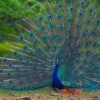 طاووس مصری و طاووس سفید