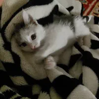 بچه گربه رایگان واگذار می‌شود