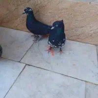 کبوتر|پرنده|سراوان, |دیوار