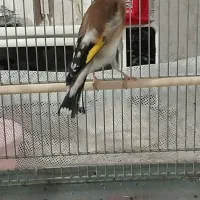 سهره جفتی مست دهن لر