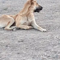 سگ سرابی گله اصل ۱۴ ماه فی ۸|سگ|پلدشت, |دیوار