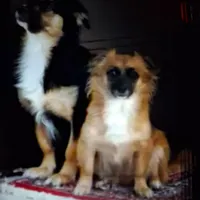 سگ گمشده