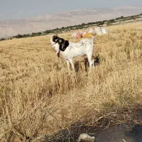 فروش دوتا پازن گلابی و پتیری پاکستانی|حیوانات مزرعه|گله دار, |دیوار