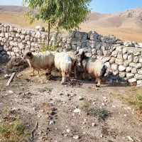 باسلام این چهار تا میش یه دزدیده شدن
