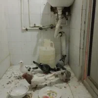 کفتر ۶تا قلدر