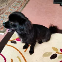 واگذاری سگ|سگ|ماکو, |دیوار