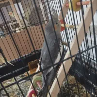 عروس هلندی معاوضه با کبوتر|پرنده|چهارباغ, |دیوار