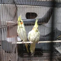 یک جفت عروس هلندی لوتینو|پرنده|کرمان, |دیوار