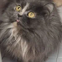 گربه های پرشین، بریتیش لانگ هیر وشورت هیر