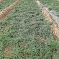 زمین-زعفران-5-ساله