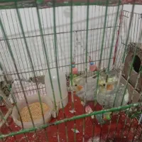 عروس هلندی سالم وسرحال  دستی