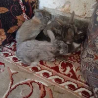 بچه خرگوش اهلی خونگی|موش و خرگوش|بیرجند, |دیوار