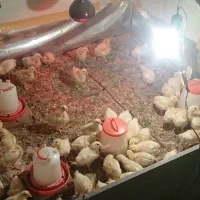 جوجه گوشتی راس ۳۰۸ ده روزه