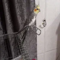 عروس هلندی هفت ماه