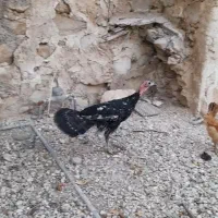 بوقلمون