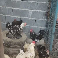 مرغ وخروس رسمی گلین .لاری.لری.همه مدل