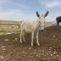 خر .|حیوانات مزرعه|باغ ملک, |دیوار