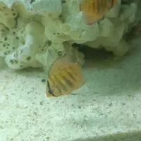 ماهی آکواریومی|ماهی|مهاباد (آذربایجان غربی), |دیوار