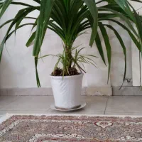 گل پاندانوس