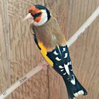 سهره نر|پرنده|اصفهان, همتآباد|دیوار