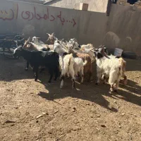 ۱۸ راس بزغاله نر جنس خالص|حیوانات مزرعه|قم, شهرک امام حسین|دیوار