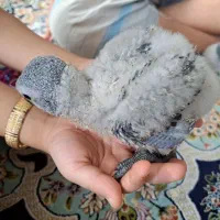جوجه کاسکو نرمه خور|پرنده|مشهد, سلام|دیوار
