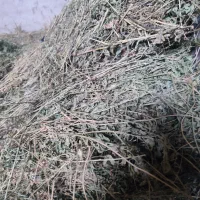 فروش یونجه همدان