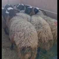 شیشک دو دندان آبستن