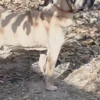 سگ سرابی|سگ|مشکیندشت, |دیوار