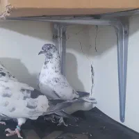 کبوتر پرشی سوسی