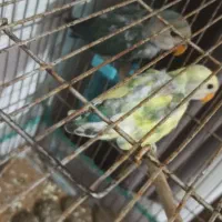 جوجه طوطی برزیلی|پرنده|رشت, کوی مهر|دیوار