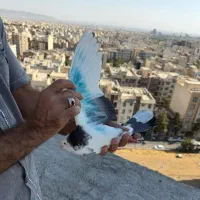 کبوتر پرشی کبکی گرفتنی برج