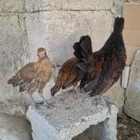 جوجه محلی اصل ذات قدیم