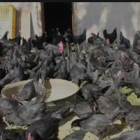 تخم مشکی تخم مرغ مشکی صدرصد ارگانیک طبیعی|خوردنی و آشامیدنی|کرج, کیانمهر|دیوار