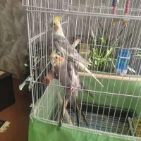 عروس هلندی سخنگو