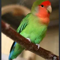 جفت کتوله بالغ آماده تخم گذاری