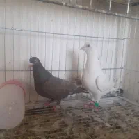 کبوتر