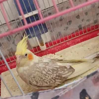 دوعدد عروسی هلندی الیبنو و لوتینو