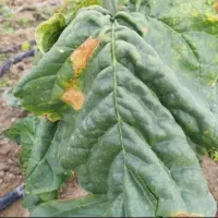 فروش انواع قلیون برازجونی|صنایع دستی و سایر لوازم تزئینی|برازجان, |دیوار