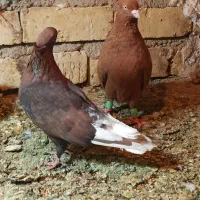 تافته ای دمسفید دوکاکله|پرنده|شیراز, منطقه ویژه اقتصادی|دیوار