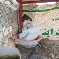 طوقی نر وماده خال سیاه باجوجه وروی تخم|پرنده|شاهین‌شهر, شهرک ردانی پور|دیوار