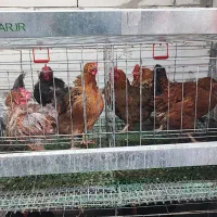 قفس و مرغ تخم گذار پراور