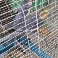 عروس هلندی سیامون|پرنده|شاندیز, |دیوار