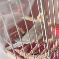 عروس هلندی نر و ماده