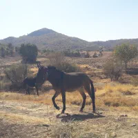 قاطر فروشی|حیوانات مزرعه|نمشیر, |دیوار