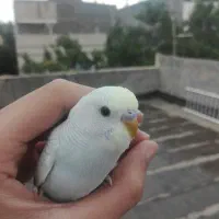 جوجه بلدرچین کوهی ، مرغ ، غاز ، بوقلمون ، کبوتر|حیوانات مزرعه|مشهد, وکیل‌آباد|دیوار
